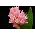 Hyacinth - Pink